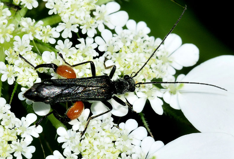 Oedemera dalla Grecia: O. rufofemorata s.s., Oedemeridae